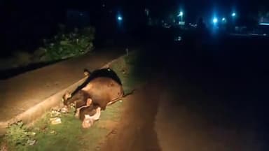 इकौना: नेशनल हाईवे 730 इकौना बाईपास के पास अज्ञात वाहन की टक्कर से गोवंश की हुई मौत
