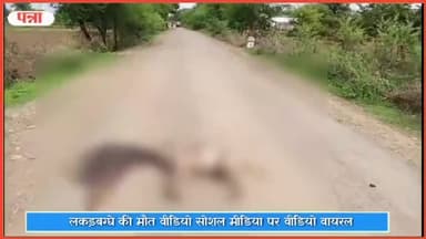 सिमरिया: सुनवानी-सिमरिया मुख्य सड़क मार्ग पर सड़क दुर्घटना में लकड़बग्घे की हुई मौत, वीडियो सोशल मीडिया पर वायरल