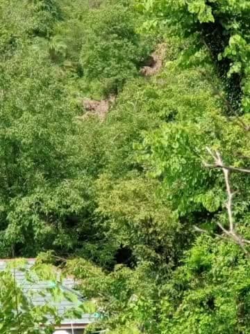 जोगिंदर नगर: भारी बरसात के कारण कस पंचायत के साथ लगती पांडो गोल पहाडी में लगभग 300 मीटर लम्बी आई दरार, 8 घर करवाए गए खाली