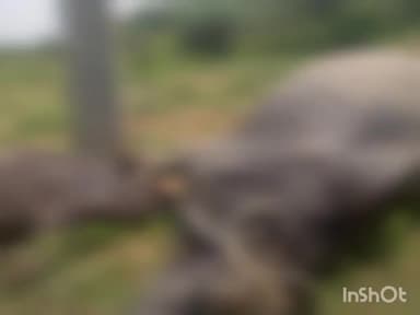 सरमथुरा: मोती सिंह का पुरा में विद्युत पोल से करंट लगने पर दो भैंसों की हुई मौत