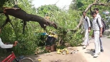 बुलंदशहर: हजरतपुर गांव के निकट ट्रक की टक्कर से गिरा विशाल नीम का पेड़, बड़ा हादसा होने से बचा
