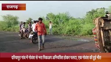 खिलचीपुर: दरियापुर गांव में गोवंश से भरी पिकअप अनियंत्रित होकर पलटी, एक गोवंश की हुई मौत