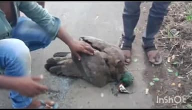 बकानी: खोली गांव में एक राष्ट्रीय पक्षी की हुई मौत, हिंदू संगठन के कार्यकर्ताओं ने किया अंतिम संस्कार