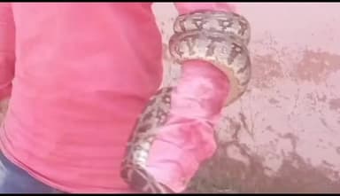 हटा: मड़ियादो के शासकीय बालक शाला में निकला अजगर सांप, रेस्क्यू किया गया