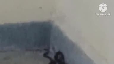 आगर: छात्रा को आगर के बालिका छात्रावास में जहरीले सांप ने काटा, परिजनों ने कराया उपचार