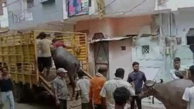 सागर नगर: मोहन नगर वार्ड में 3 डेयरियों की 65 भैंस शहर से बाहर की गई शिफ्ट, पशुपालकों का पुष्पहार पहनाकर किया गया सम्मान