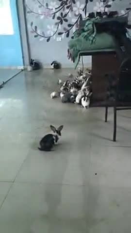 गाज़ियाबाद: जिले के सिटी फॉरेस्ट से खरगोशों को किया गया रेस्क्यू