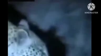 बगहा: बगहा के वाल्मीकीनगर में निकला तेंदुआ वीडियो हुआ वायरल