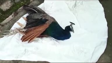 खुरई: खुरई के मिशन अस्पताल के सामने करंट लगने से एक राष्ट्रीय पक्षी मोर की हुई मौत