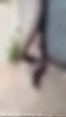 उन्नाव: कोरठगंज स्थित सरकारी स्कूल में निकला काला सांप, ग्रामीणों ने सांप को मारा