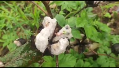 ಶಿರಹಟ್ಟಿ: ಮಾಚೇನಹಳ್ಳಿ ಸೇರಿ ವಿವಿಧೆಡೆ ನಿರಂತರ ಮಳೆಗೆ ಹತ್ತಿ ಬೆಳೆ ನಾಶ; ಪರಿಹಾರಕ್ಕೆ ರೈತರ ಒತ್ತಾಯ