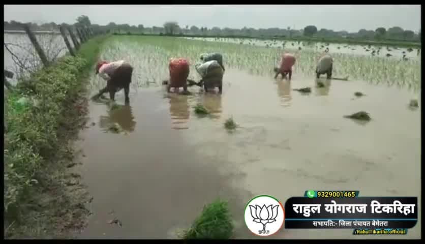 #जय_छत्तीसगढ़_महतारी 
हमर संस्कृति, हमर अभिमान🌱🌱