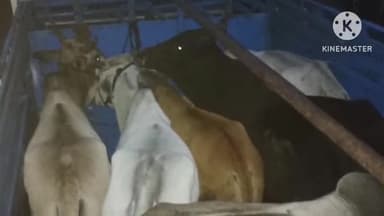 आगर: तनोडिया चौकी पुलिस ने आगर उज्जैन मार्ग से 06 गोवंश का अवैध रूप से परिवहन करने पर एक पिकअप वाहन को पकड़ा, कार्यवाही जारी