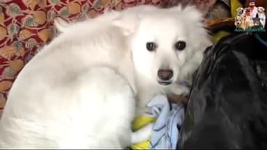 हज़ारीबाग: जिले में पार्वो वायरस का कहर,ले रहा है कुत्तों की जान, डॉग लवर्स की चिंता बढ़ी.