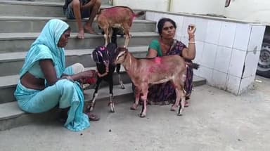 खगड़िया: अनुमंडलीय पशु औषधालय खगड़िया में पीपीआर महामारी का टीकाकरण नहीं उपलब्ध होने के कारण बकरा पशुपालक हुए परेशान