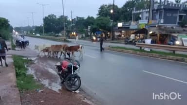 बस्तर: nh-30 सड़कों पर घूमने वाले मवेशियों को पकड़कर नपं कर्मियों ने पहुंचाया गोठान , सीएमओ ने  पशुपालको से की अपील