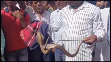 हज़ारीबाग: बरकाखुर्द में महिला को कोबरा ने डंसा अस्पताल में भर्ती, स्थिति सामान्य