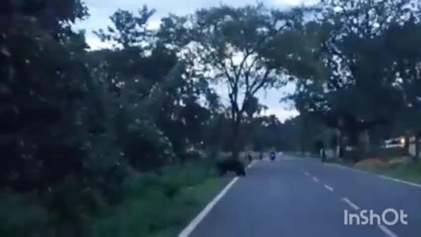 सकोला: मटियाडांड ग्राम के पास मुख्य मार्ग पर पहुंचा भालू, ग्रामीणों ने जंगल की ओर खदेड़ा