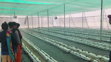 हरिद्वार: जिलाधिकारी हरिद्वार ने मिट्टी की जगह पानी पर केमिकल फ्री खेती को लेकर हाईटेक नर्सरी के संबंध में दी जानकारी