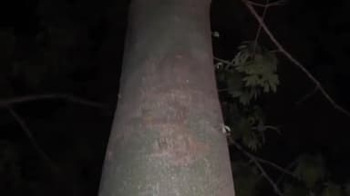 हज़ारीबाग: गांधी मैदान में अचानक पेड़ में दिखा शिव की आकृति देखते ही देखिए हजारों की संख्या में पहुंचे लोग