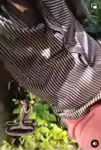 पेड के नीचे बैठे युवक की सल्ट मे घुसा साप युवक के उडे होश -वीडियो वाइरल #snack