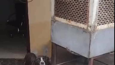 हिसार: 12 क्वार्टर रोड पर CM फ्लाइंग की रेड, महिला को काटने वाले पिटबुल मालिक के घर से मिले पाकिस्तानी नस्ल के कुत्ते