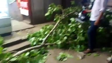 पालीगंज: सब्जी मंडी के पास मुख्य सड़क पर पुराने पीपल के पेड़ की टहनी गिरने से बाइक हुआ क्षतिग्रस्त, चालक घायल
