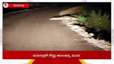 వీపనగండ్ల: మండల కేంద్రంలో రోడ్లపై తిరుగుతున్న మొసలి, ప్రయాణికులు అప్రమత్తంగా ఉండాలని సూచన
