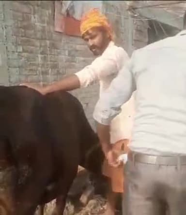 सुरहन में आज पशु विभाग के कर्मचारी विनय चौहान ने 53 पशुओ को लगाया टीका