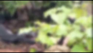 हटा: बड़ाहार पिपरिया के जंगल में आकाशीय बिजली गिरने से करीब 22 नग बकरियों की हुई मौत, बाल-बाल बचा चरवाहा