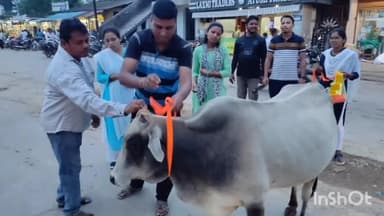 सुकमा: सुकमा नगर पालिका क्षेत्र में आवारा मवेशियों को दुर्घटनाओं से बचाने रोका छेका अभियान के तहत लगाया गया रेडियम पट्टी