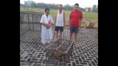 जगाधरी: मथुरा से आई टीम ने जगाधरी में शुरू किया बंदर पकड़ने का कार्य