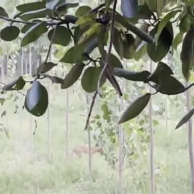 रादौर: दामला के पास जंगल में घूमता देखा गया चीता लोगों में दहशत का माहौल प्रशासन से पकड़ने की की अपील