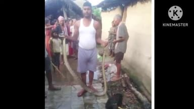 बगहा: वाल्मीकिनगर के एक घर में घुसा अजगर, वन विभाग ने किया अजगर को रेस्क्यू