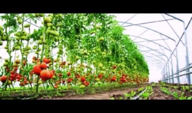 बेमेतरा: जिले में उद्यानिकी फसलों में मौसम आधारित फसल बीमा कराने की 16 अगस्त अंतिम तिथि