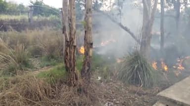 इसराना: रोहतक नेशनल हाईवे पर NC मेडिकल कॉलेज इसराना के पास सड़क किनारे खड़े पेड़-पौधे में अज्ञात ने लगाई आग, सैकड़ों पेड़ झुलसे