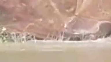 महसी: गरेठी गुरुदत्त सिंह के पास तालाब से वन विभाग की टीम ने मगरमच्छ को किया  रेस्क्यू