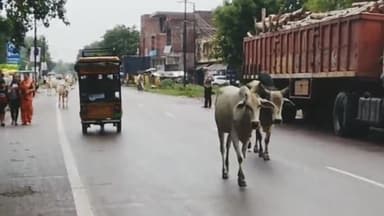 अतर्रा: अतर्रा में अन्ना मवेशियों ने सड़क पर चलना किया दुशवार,सड़क में जाम के साथ हो रहे सड़क हादसे।