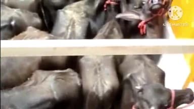 आगर: यातायात पुलिस ने आगर-सुसनेर मार्ग पर निपानिया बैजनाथ के समीप 52 मवेशियों से भरा कंटेनर पकड़ा