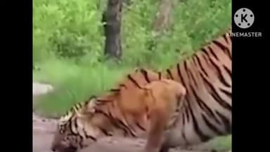 बगहा: वाल्मिकी टाइगर रिजर्व में दिखा बाघ एवं तेंदुआ भी आया नजर में