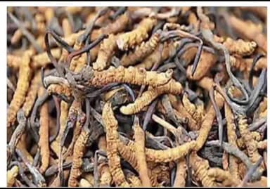 देवाल: देवाल वन कर्मियों को धक्का देकर कीड़ा जड़ी तस्कर फरार वाण गांव के बुग्याल है मामला