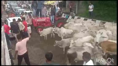 नलखेड़ा: ग्राम सुईगांव के किसानों ने रोड पर लगाया जाम, आवारा मवेशियों से परेशान हैं गांव के किसान