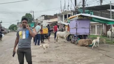 गोटेगांव: पटेल वार्ड सहित नगर के 3 स्थानों पर 3 जानवरों की जहरीली वस्तु के सेवन से हुई मौत, नगर पालिका के सहयोग से उठवाए गए शव