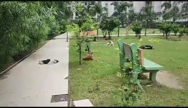 गाज़ियाबाद: जिले के राजनगर एक्सटेंशन में कुत्तों के झुंड द्वारा बच्चे को काटने के मामले में नगर निगम के अधिकारियों ने दिया बयान