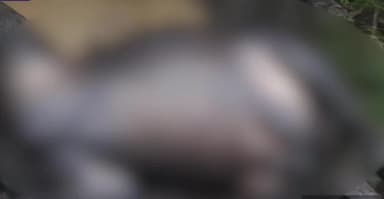 देवेंद्रनगर: उमरझाला पटपरा नाला एवं बांध के बेस्ट बीयर के पानी के तेज बहाव में बहकर जल प्रपात से गिरने से 4 भैंसों व 1 गाय की हुई मौत