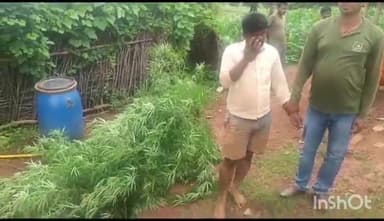 माडा: घर के पास सब्जी के खेत में गांजे के पेड़ उगाने वाले एक युवक को बरगवां थाना पुलिस ने ग्राम पचूआर से किया गिरफ्तार