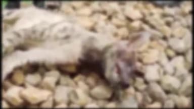 ब्यावरा: कटारिया खेड़ी गांव में लकड़बग्घे के हमले से व्यक्ति की हुई मौत, लोगों ने लकड़बग्घे को भी मारा