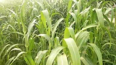 नीमराना: उपखंड क्षेत्र नीमराणा में अच्छी बरसात से बाजरे की फसल की बंपर पैदावार को देखते हुए किसान हुए खुश