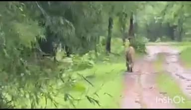 हटा: पन्ना टाइगर रिजर्व के अकोला वनक्षेत्र में पर्यटकों को दिखाई दिया बाघ ,वीडियो वायरल