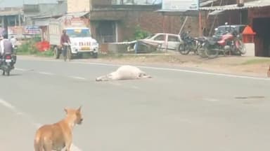 इकौना: NH-730 इकौना बाईपास पर अज्ञात वाहन की टक्कर से एक गोवंश की हुई मौत